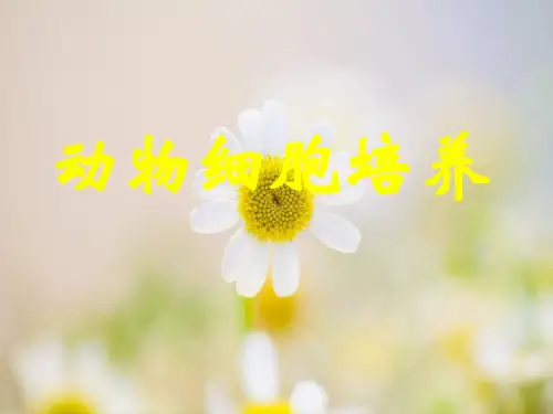 动物细胞培养PPT课件