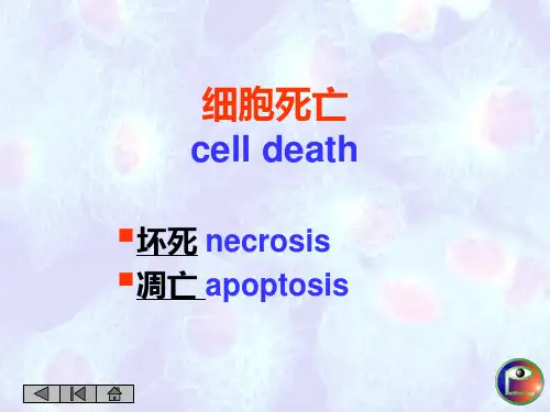细胞死亡