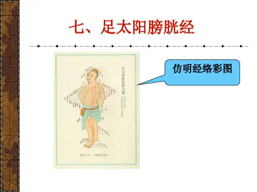最新足太阳膀胱经-针灸学 课件