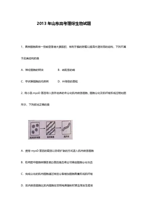 2013年山东高考生物试题及答案