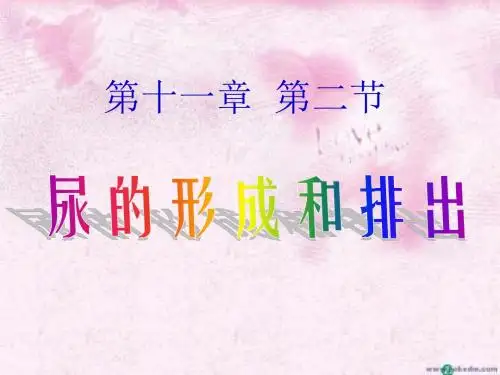 【初中生物】尿的形成和排出PPT课件21