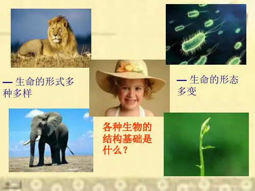 生命物质基础一轮复习
