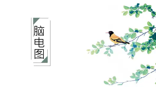 脑电图