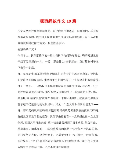 观察蚂蚁作文10篇