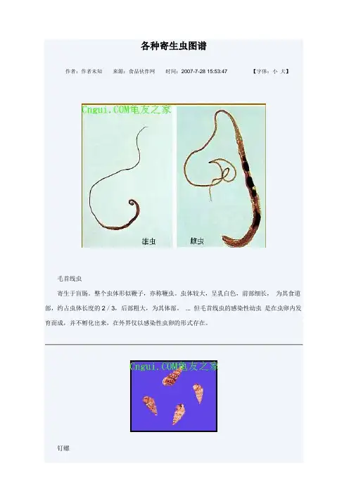 寄生虫图谱