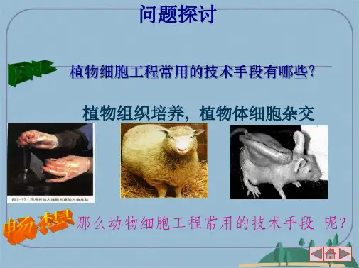 动物细胞培养和核移植技术上课(共43张PPT)