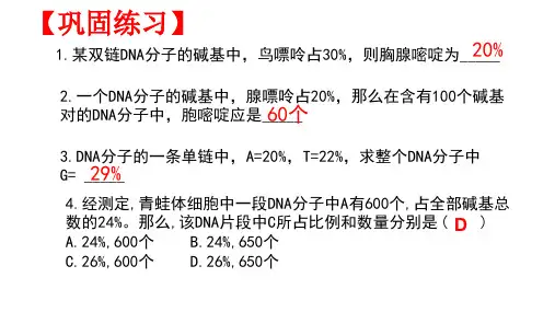 DNA的复制高中生物人教版2019必修2
