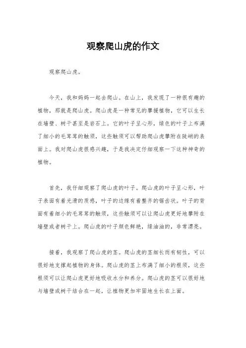 观察爬山虎的作文