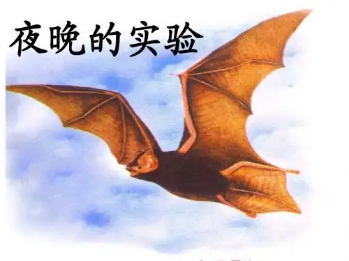 夜晚的实验