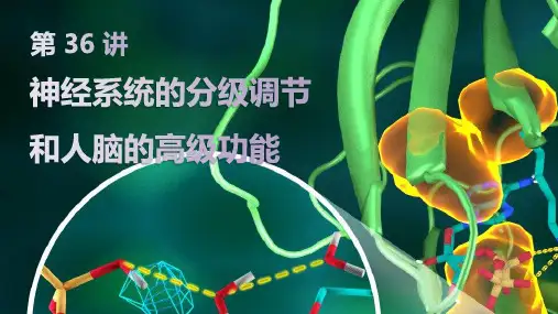 高三生物一轮复习神经系统的分级调节和人脑的高级功能课件