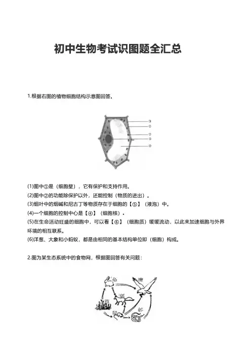 初中生物考试识图题全汇总