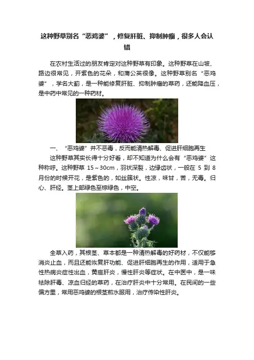 这种野草别名“恶鸡婆”，修复肝脏、抑制肿瘤，很多人会认错
