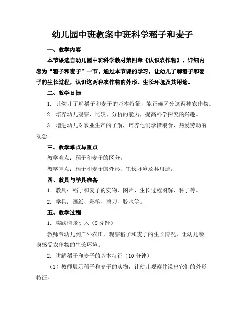幼儿园中班教案中班科学稻子和麦子
