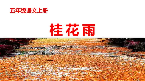 《桂花雨》ppt课件