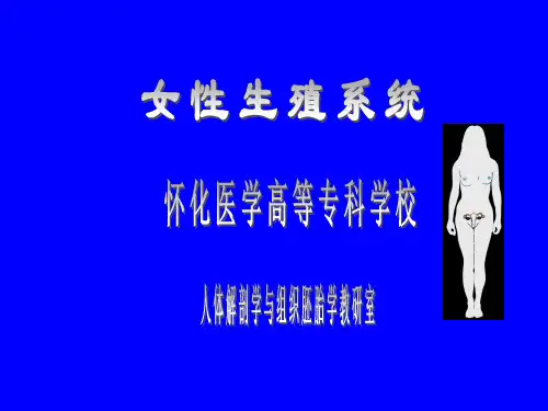 女性生殖系统ppt课件