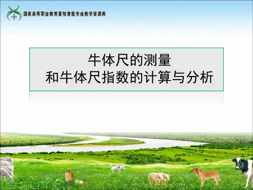 11牛体尺的测量和牛体尺指数的计算与分析(精)