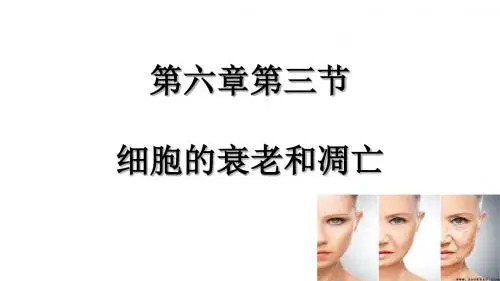 人教版高中生物必修一第6章第3节 细胞的衰老和凋亡  课件