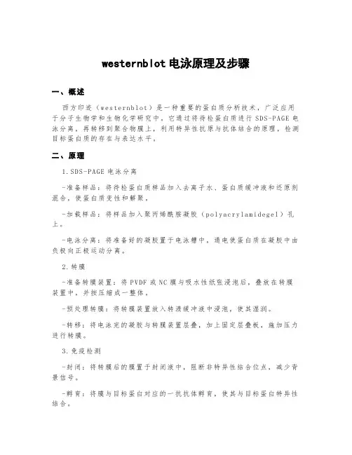 westernblot电泳原理及步骤
