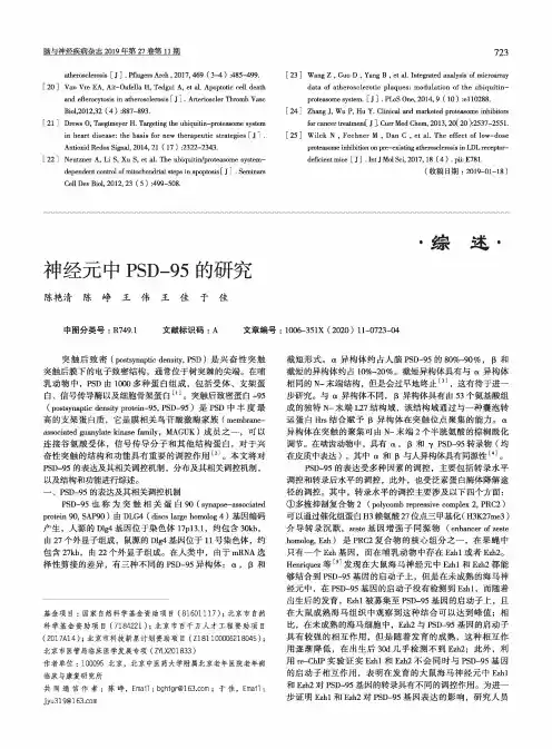 神经元中psd-95的研究