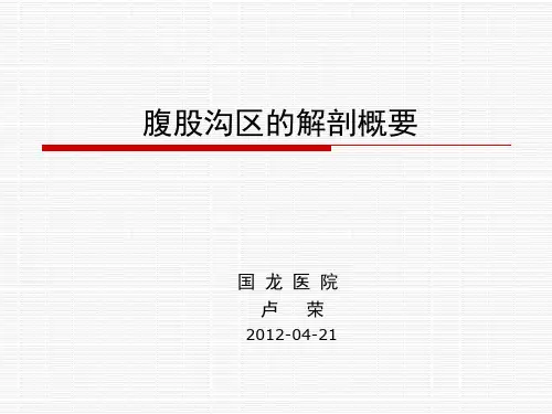 腹股沟区的解剖