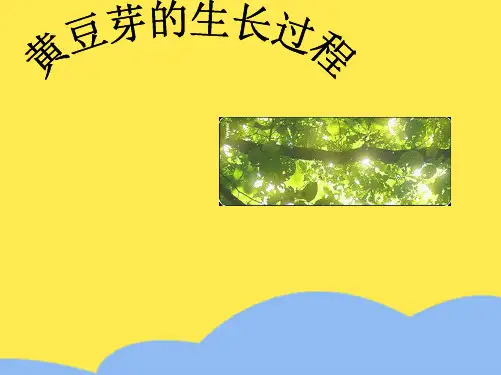 黄豆芽的生长过程-课件【PPT讲稿】(“种子”相关文档)共7张