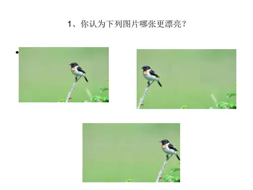 陕西省洋县黄家营初级中学北师大版八年级数学下册课件：42黄金分割(共26张PPT)