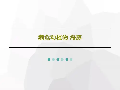 濒危动植物 海豚共23页PPT