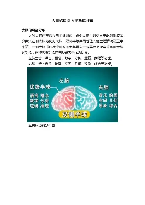 大脑结构图,大脑功能分布