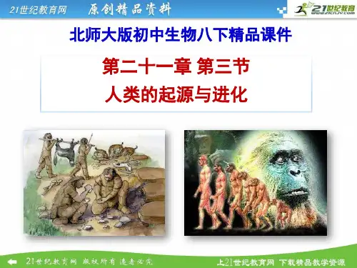 21.3 人类的起源与进化（课件）