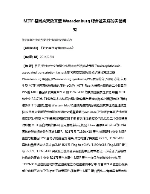 MITF基因突变致Ⅱ型Waardenburg综合征发病的实验研究