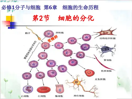 细胞分化PPT课件