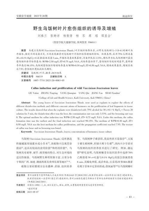 野生乌饭树叶片愈伤组织的诱导及增殖