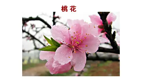 人教版七年级上册生物课件 3.2.3 开花和结果