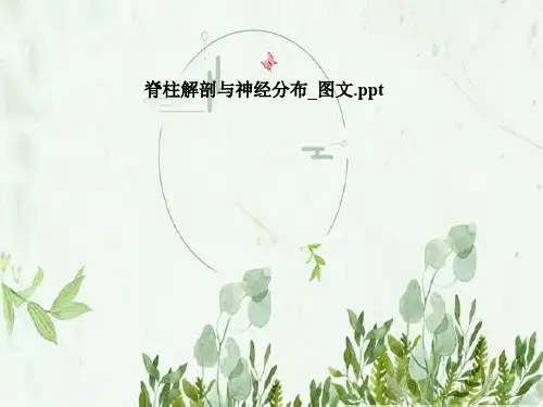 脊柱解剖与神经分布_图文