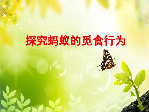 探究蚂蚁的觅食行为