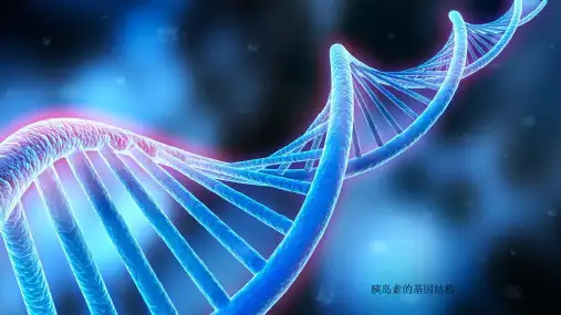 胰岛素的基因结构