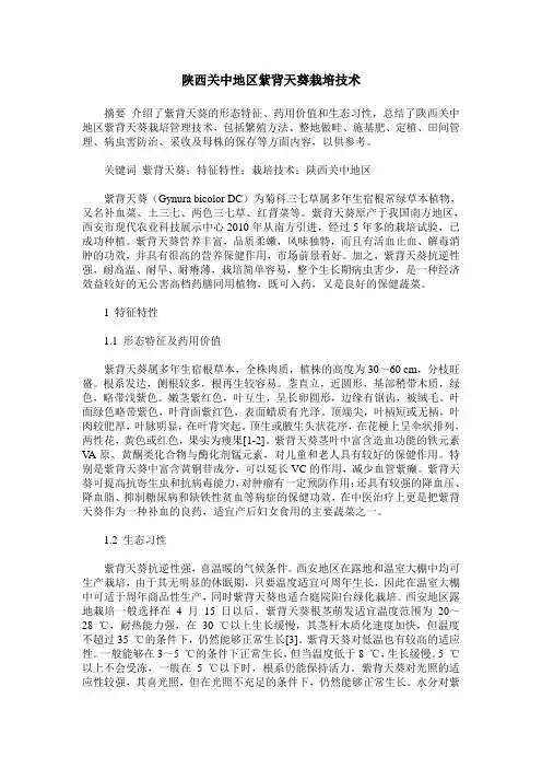 陕西关中地区紫背天葵栽培技术