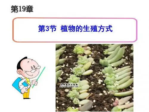 b6.19.3植物的生殖方式