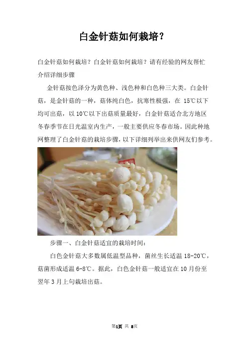 白金针菇如何栽培？