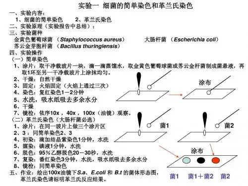 细菌的简单染色和革兰氏染色