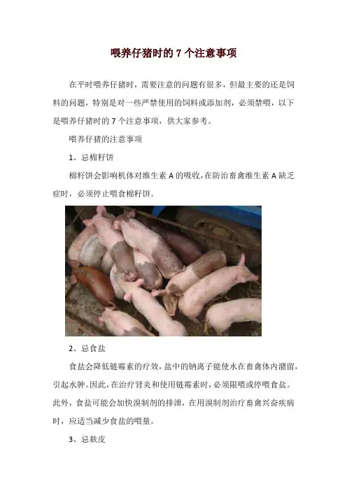 喂养仔猪时的7个注意事项