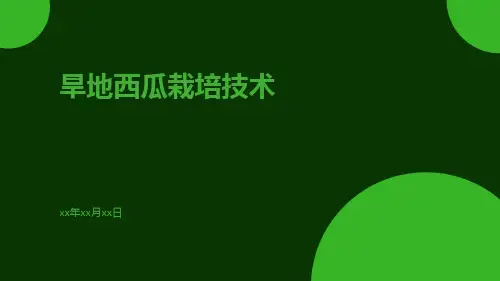 旱地西瓜栽培技术