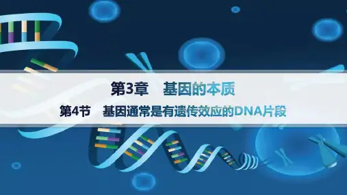 人教版高中生物学必修2精品课件 第3章 基因的本质 第4节 基因通常是有遗传效应的DNA片段