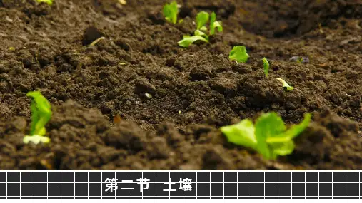 5.2 土壤(共49张PPT)课件 2020-2021学年高一地理人教版(2019)必修第一册
