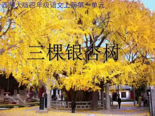【西师大版】四年级语文上册：《三棵银杏树》ppt教学课件