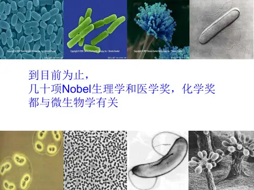 高中生物选修1《第1章微生物技术第1节培养基对微生物的选择作用【实验】培养基...》49北师大PPT课件