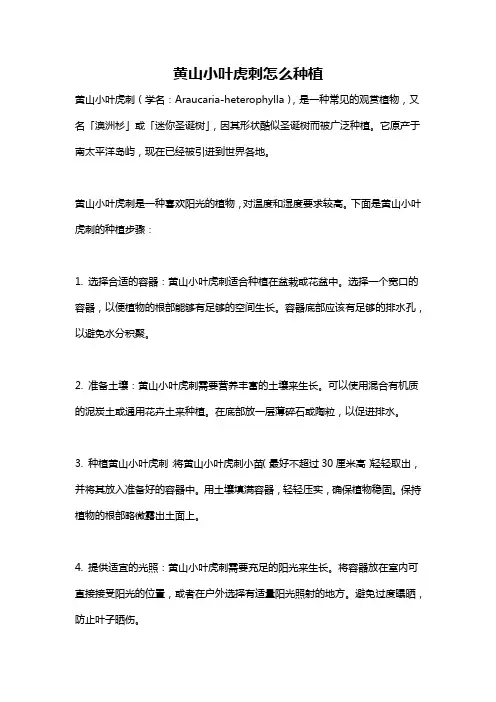 黄山小叶虎刺怎么种植