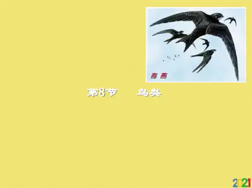 七级生物《鸟类》授课课件完美版