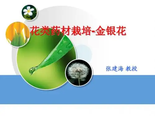金银花-花类药材的栽培