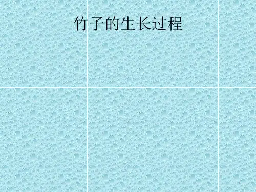 竹子的生长过程ppt课件